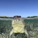 crocodile_american_chiq_jar_v_1051_cub4368_rv.jpg